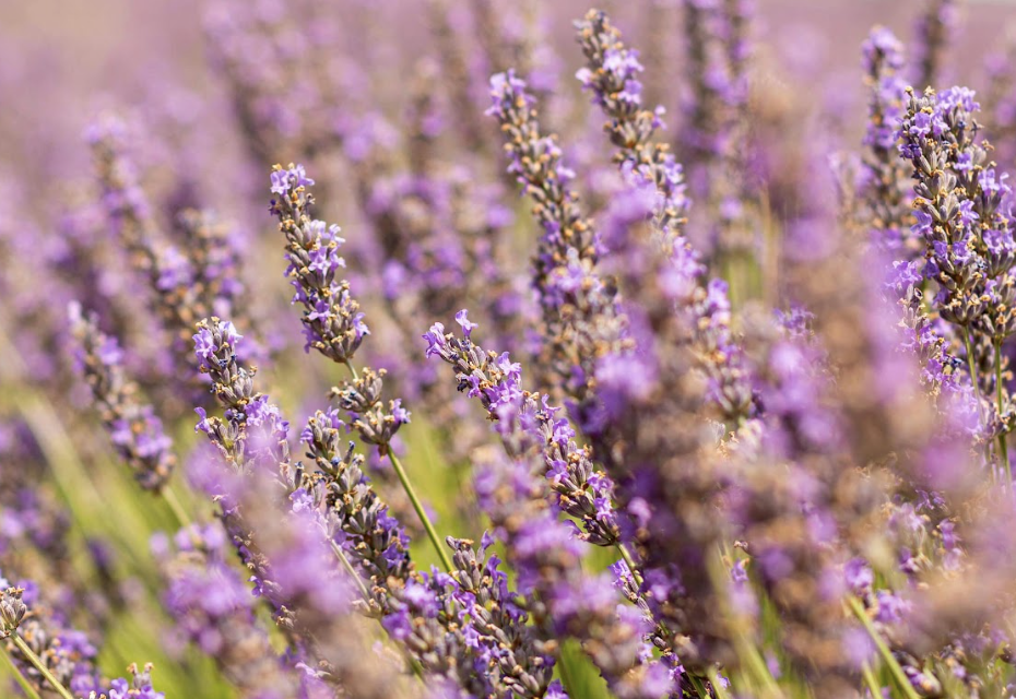 CDP Fine Lavender - Candle