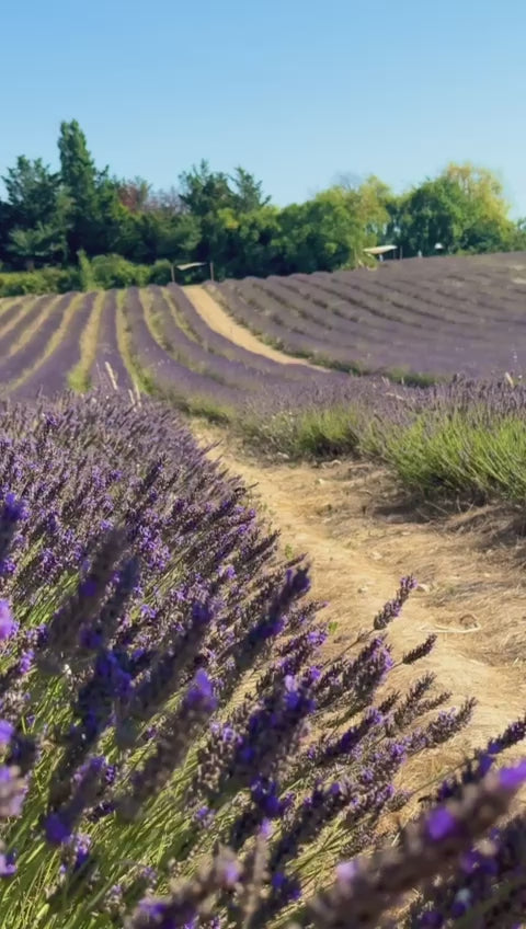 Provence Dress