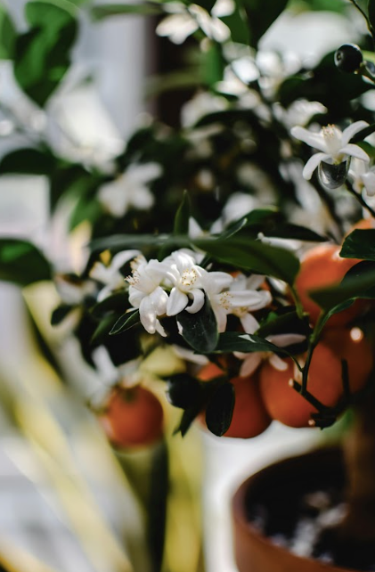 CDP Orange Blossom - Refill