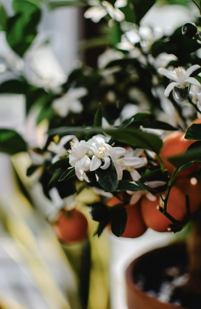 CDP Orange Blossom - Room Spray