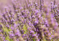CDP Fine Lavender - Refill