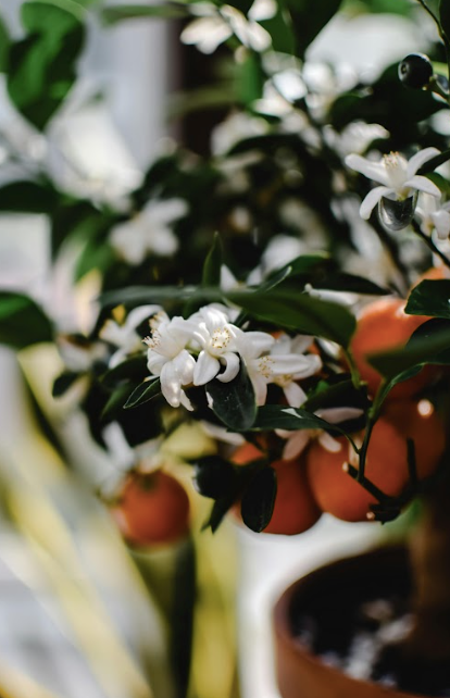 CDP Orange Blossom - Candle