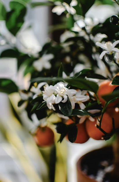 CDP Orange Blossom - Reed Diffuser
