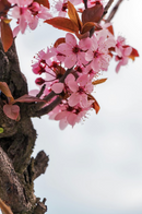 CDP Cherry Blossom - Candle