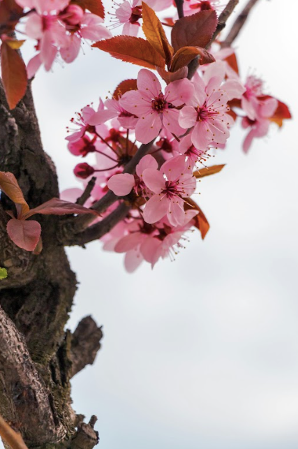 CDP Cherry Blossom - Candle