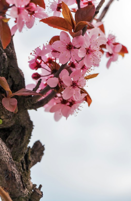 CDP Cherry Blossom - Room Spray