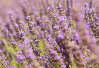 CDP Fine Lavender - Candle
