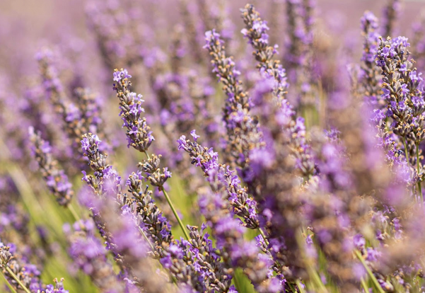CDP Fine Lavender - Candle