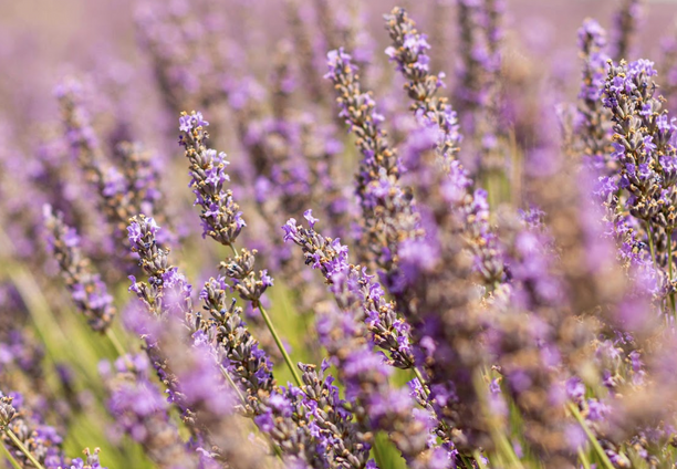 CDP Fine Lavender - Reed Diffuser
